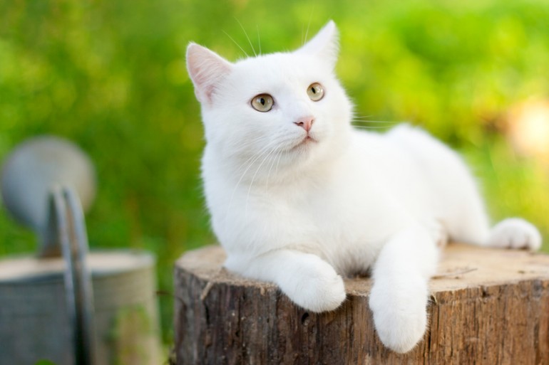 雑種の猫は魅力がいっぱい 雑種猫の毛色や性格について みんなのペットライフ