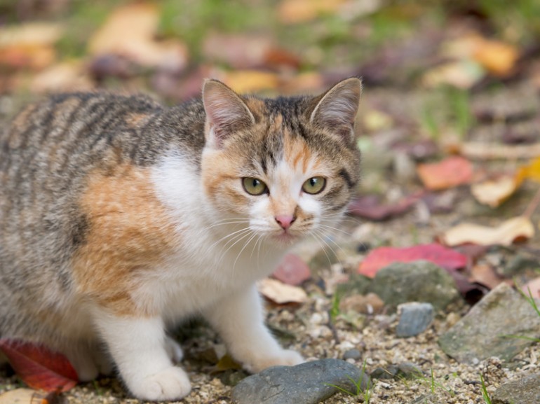 雑種の猫は魅力がいっぱい 雑種猫の毛色や性格について みんなのペットライフ