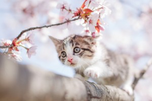 雑種の猫は魅力がいっぱい 雑種猫の毛色や性格について みんなのペットライフ