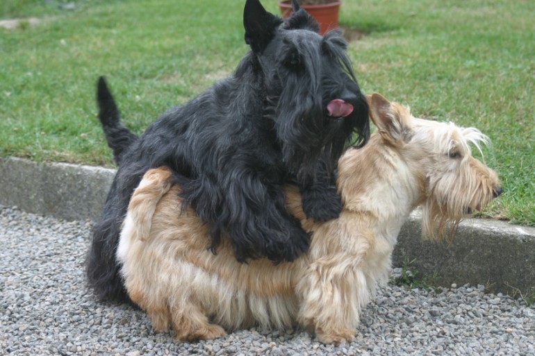 犬のマウンティングの意味は マウンティングをやめさせる方法について みんなのペットライフ