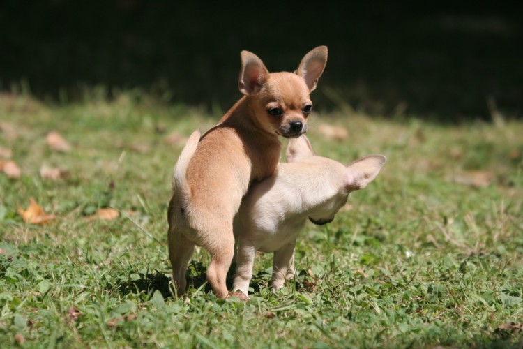 犬のマウンティングの意味は マウンティングをやめさせる方法について みんなのペットライフ