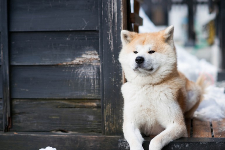 秋田犬を徹底解説 忠犬ハチ公 でお馴染み 秋田犬の特徴 飼い方について みんなのペットライフ