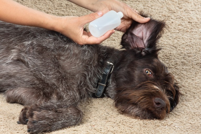 獣医師執筆 犬の耳掃除の必要性とケア方法 嫌がる場合のポイントも紹介 みんなのペットライフ