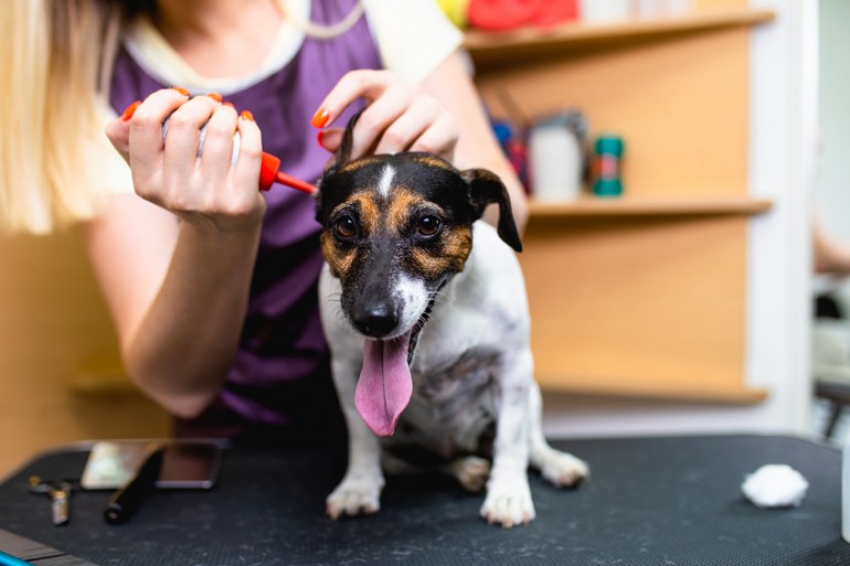 獣医師執筆 犬の耳掃除の必要性とケア方法 嫌がる場合のポイントも紹介 みんなのペットライフ