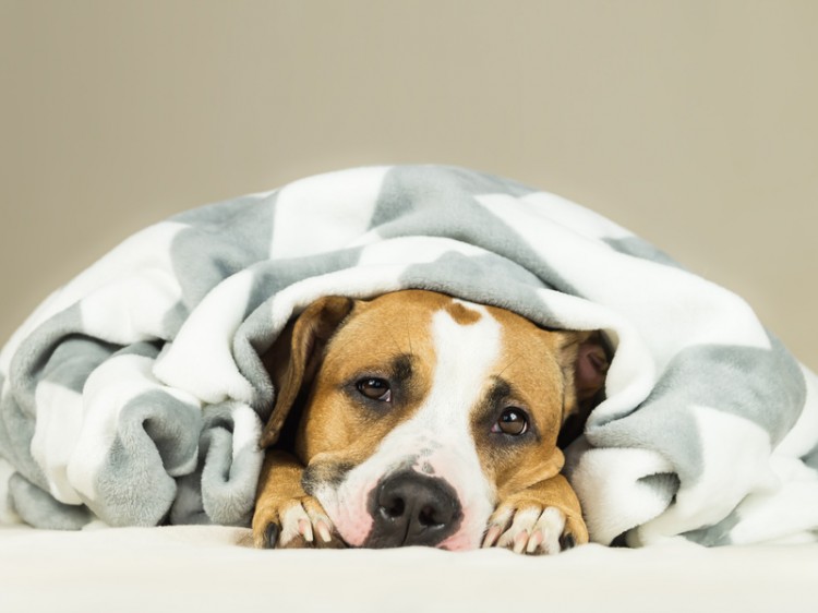 獣医師執筆 犬の鼻水は病気のサイン 原因や家庭での対処法について みんなのペットライフ