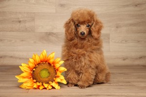 レッドだけじゃない 定番から珍しい色まで トイプードルの毛色と性格の傾向 みんなのペットライフ レッドだけじゃない 定番から珍しい色まで トイプードルの毛色と性格の傾向 みんなのペットライフ