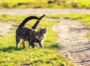 獣医師執筆 猫の発情期の困った行動はいつまで続く 対策は みんなのペットライフ