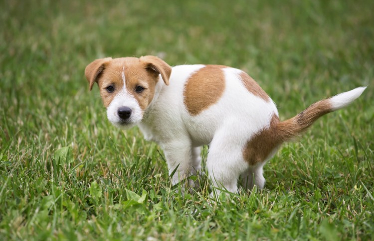 獣医師執筆 犬の便秘 放っておかないで 便秘の原因や対処法をご紹介 みんなのペットライフ