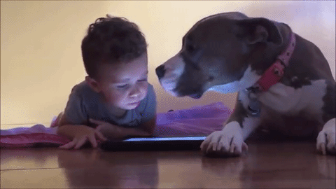 恋敵はタブレット 男の子と遊びたいピットブルちゃん かまってアピールがとまらない みんなのペットライフ 恋敵はタブレット 男の子と遊びたいピットブルちゃん かまってアピールがとまらない みんなのペットライフ