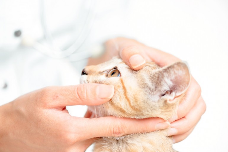 獣医師執筆 猫の目やに 気になる原因と対処法 ケア方法も紹介します みんなのペットライフ