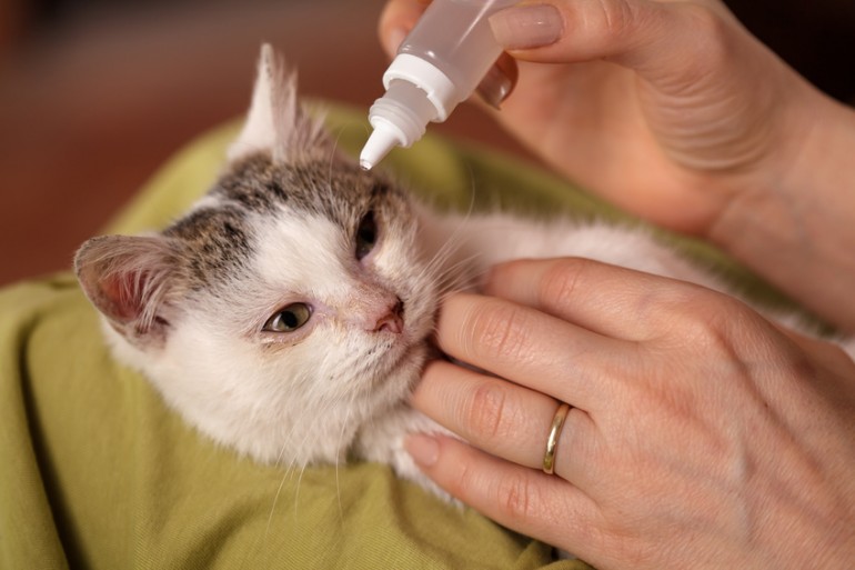 獣医師執筆 猫の目やに 気になる原因と対処法 ケア方法も紹介します みんなのペットライフ