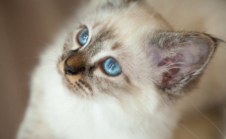 獣医師執筆 猫の目やに 気になる原因と対処法 ケア方法も紹介します みんなのペットライフ
