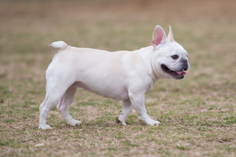 人気の中型犬の種類は 中型犬の特徴や飼い方のポイントについて みんなのペットライフ