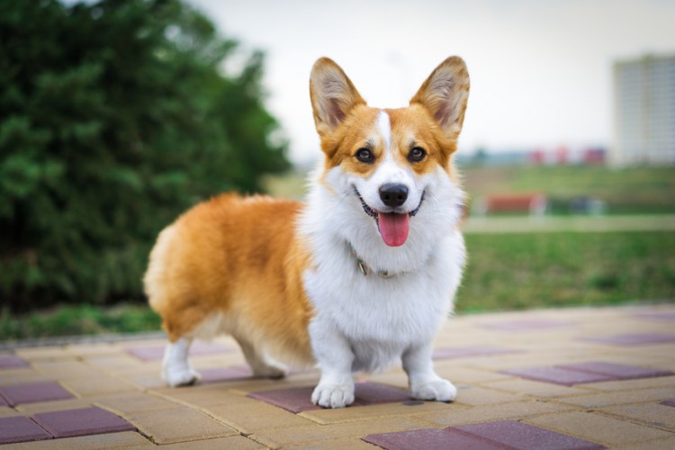 人気の中型犬の種類は 中型犬の特徴や飼い方のポイントについて みんなのペットライフ