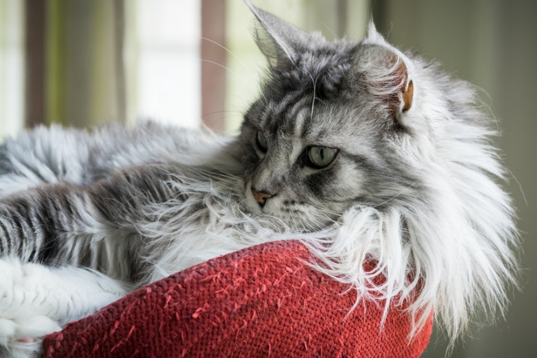 大型の猫を飼いたい 大型猫の魅力や人気品種 飼うときの注意点をご紹介 みんなのペットライフ