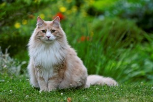 大型の猫を飼いたい 大型猫の魅力や人気品種 飼うときの注意点をご紹介 みんなのペットライフ 大型の猫を飼いたい 大型猫の魅力や人気品種 飼うときの注意点をご紹介 みんなのペットライフ
