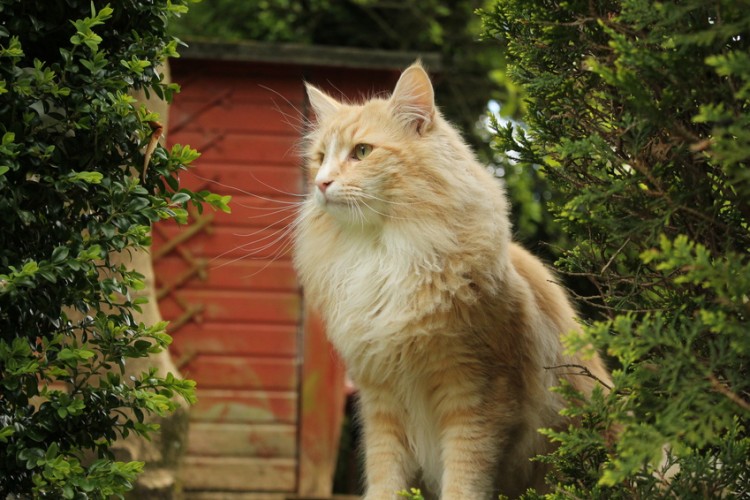 大型の猫を飼いたい 大型猫の魅力や人気品種 飼うときの注意点をご紹介 みんなのペットライフ