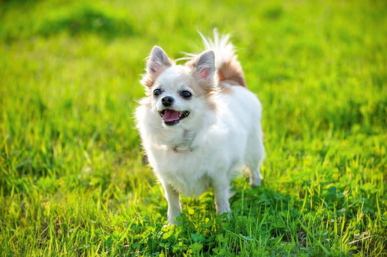 チワワってどんな性格 愛くるしいチワワの特徴 性格 飼い方について みんなのペットライフ