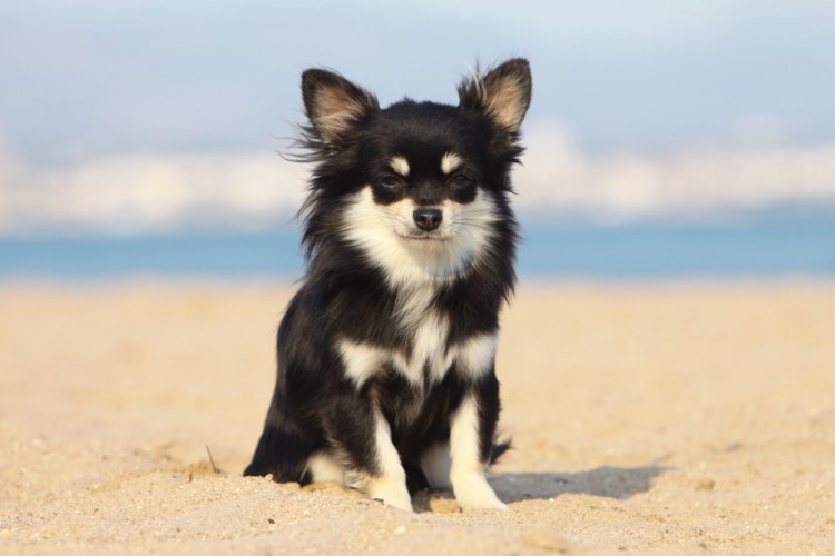 チワワってどんな性格 愛くるしいチワワの特徴 性格 飼い方について みんなのペットライフ