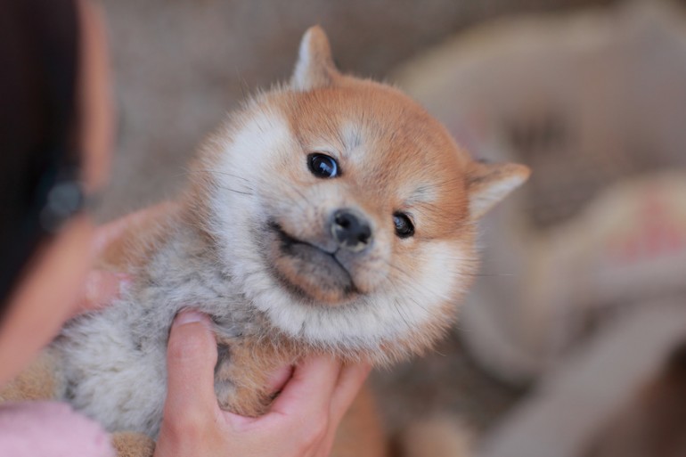 犬に抱っこをせがまれたら 抱っこの必要性 嫌がられない抱っこ方法 みんなのペットライフ