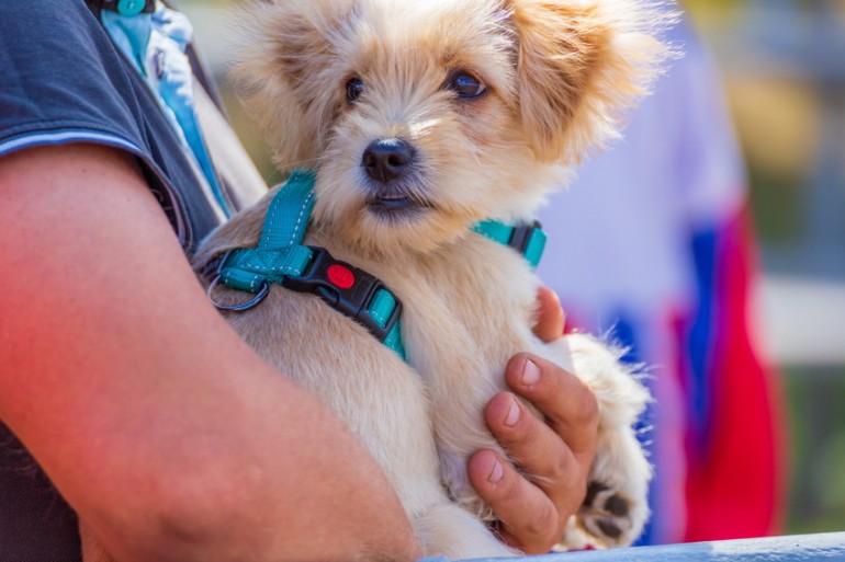 犬に抱っこをせがまれたら 抱っこの必要性 嫌がられない抱っこ方法 みんなのペットライフ