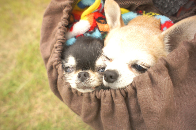 犬に抱っこをせがまれたら 抱っこの必要性 嫌がられない抱っこ方法 みんなのペットライフ