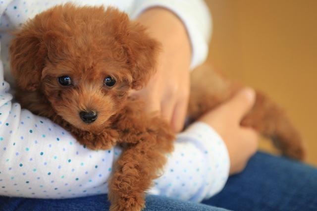 犬に抱っこをせがまれたら 抱っこの必要性 嫌がられない抱っこ方法 みんなのペットライフ