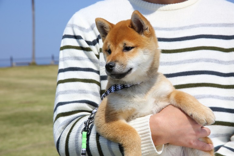 犬に抱っこをせがまれたら 抱っこの必要性 嫌がられない抱っこ方法 みんなのペットライフ