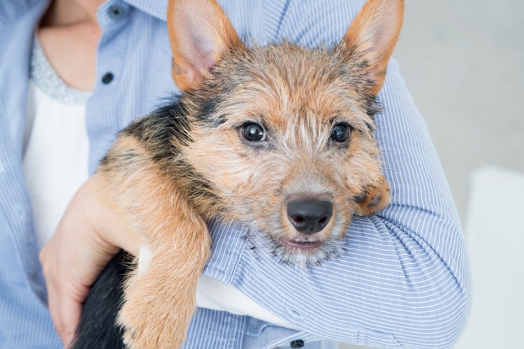 犬に抱っこをせがまれたら 抱っこの必要性 嫌がられない抱っこ方法 みんなのペットライフ