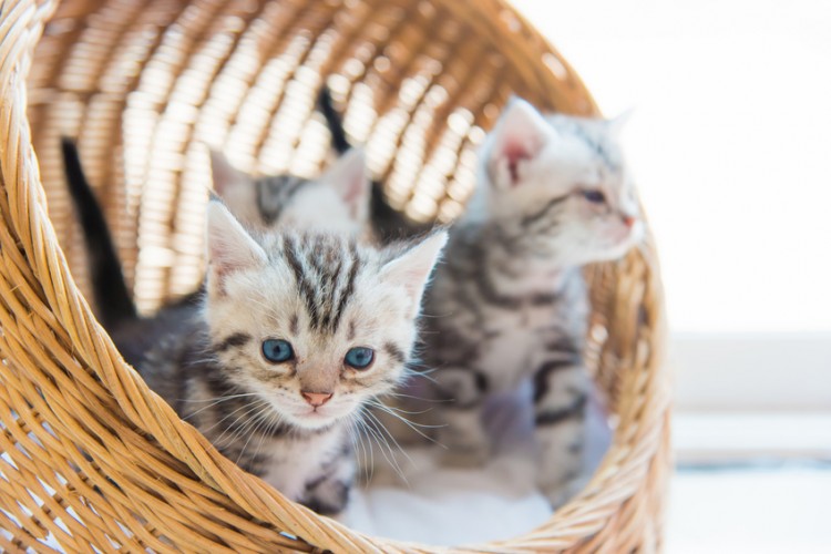 子猫の育て方 日齢の判別方法から必要なグッズ お世話の仕方まで解説 みんなのペットライフ