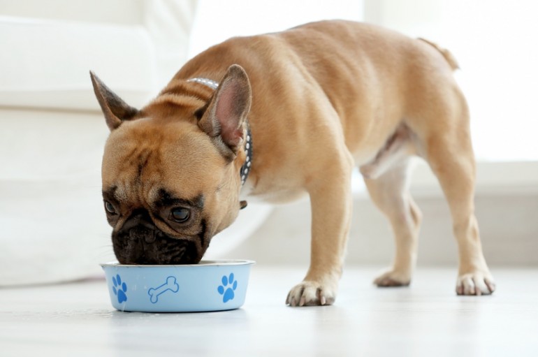 犬にとってヨーグルトはメリットがいっぱい 効果や注意点 与え方を紹介 みんなのペットライフ