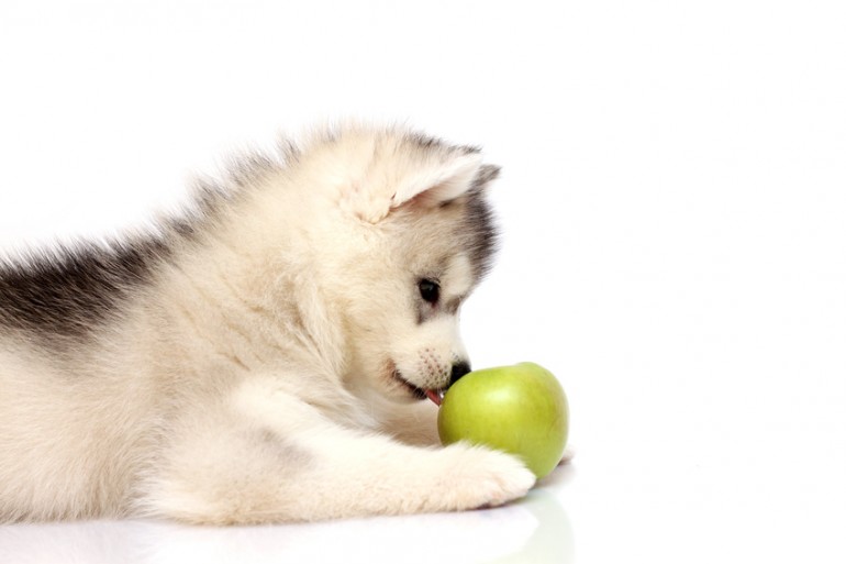 犬はりんごを食べてもいい りんごを与えるメリットや与え方のポイント みんなのペットライフ
