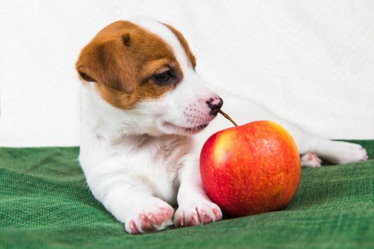 犬はりんごを食べてもいい りんごを与えるメリットや与え方のポイント みんなのペットライフ