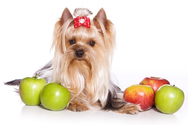 犬はりんごを食べてもいい りんごを与えるメリットや与え方のポイント みんなのペットライフ