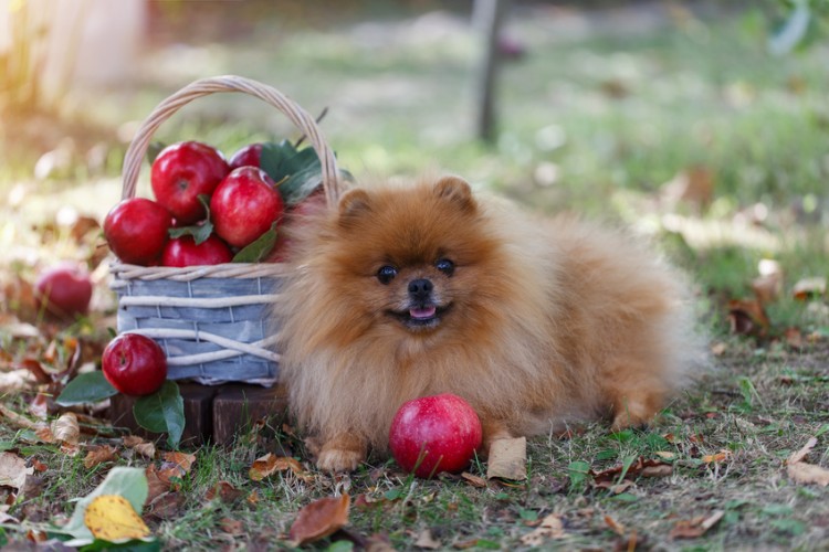 犬はりんごを食べてもいい りんごを与えるメリットや与え方のポイント みんなのペットライフ