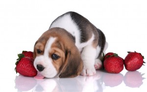 犬はいちごを食べられる いちごのキシリトールに要注意 みんなのペットライフ