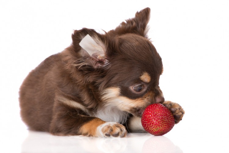 犬はいちごを食べられる いちごのキシリトールに要注意 みんなのペットライフ