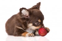 犬に果物はあげても大丈夫 与えていい果物 ダメな果物をご紹介 みんなのペットライフ