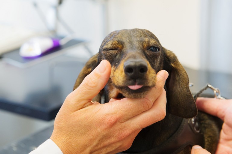 犬に玉ねぎは危険 中毒症状と誤食してしまったときの対処法 みんなのペットライフ
