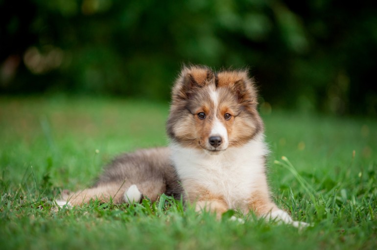 シェルティを徹底解説－聡明で温和な牧羊犬！ シェルティの飼い方について｜みんなのペットライフ