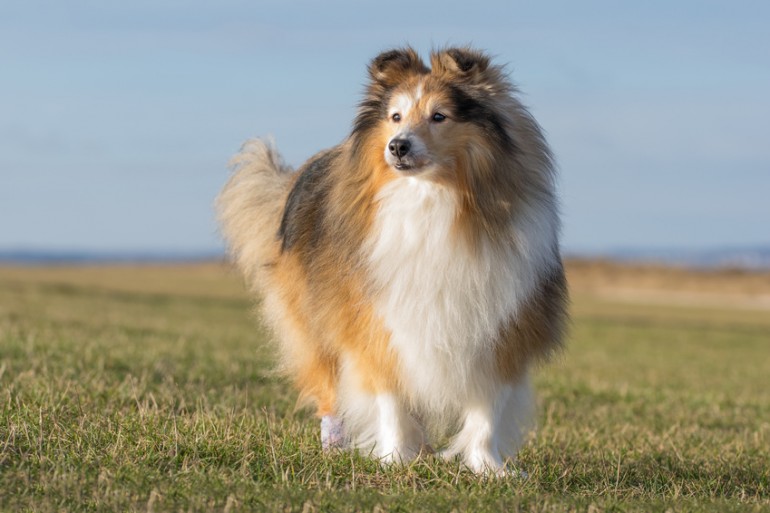 Image result for çŠ¬ sheltie å°¾ã‚’æŒ¯ã‚‹