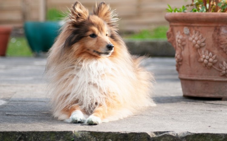 シェルティを徹底解説 聡明で温和な牧羊犬 シェルティの飼い方について みんなのペットライフ