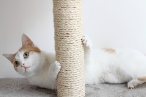 猫の爪切りは必要 爪切りの頻度や暴れる猫の爪切りの秘訣 みんなのペットライフ