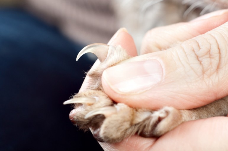 猫の爪切りは必要 爪切りの頻度や暴れる猫の爪切りの秘訣 みんなのペットライフ