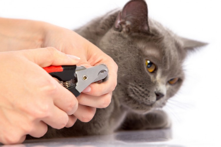 猫の爪切りは必要 爪切りの頻度や暴れる猫の爪切りの秘訣 みんなのペットライフ