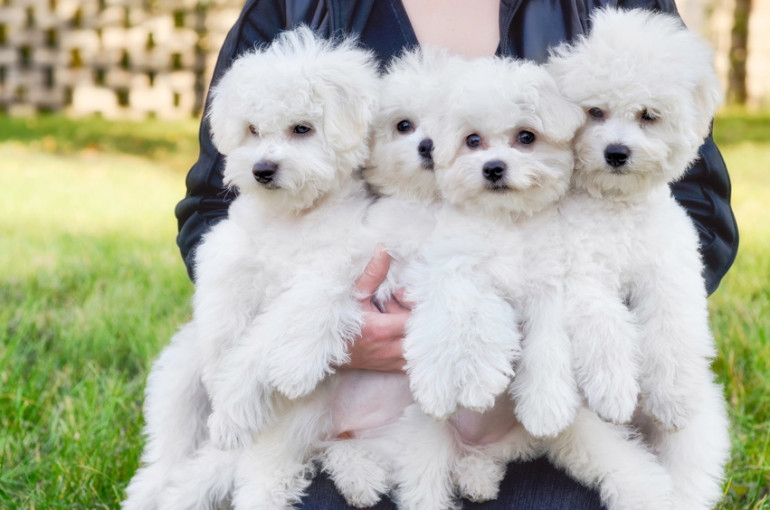 ビションフリーゼを徹底解説 ふわふわのアフロ犬 ビションフリーゼの特徴 性格 飼い方 みんなのペットライフ