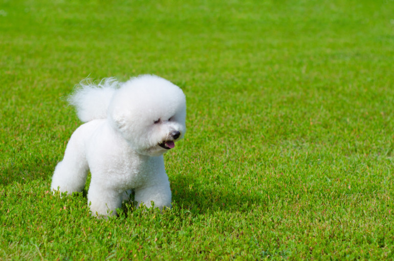 ビションフリーゼを徹底解説 ふわふわのアフロ犬 ビションフリーゼの特徴 性格 飼い方 みんなのペットライフ