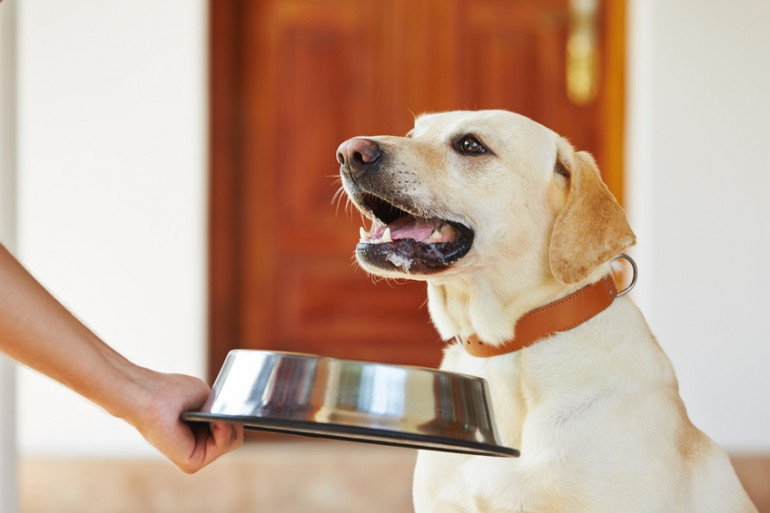 犬はチーズを食べていい チーズを与えるときの注意点や与え方について みんなのペットライフ