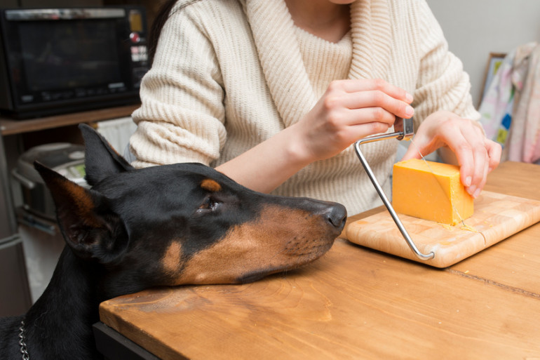 犬はチーズを食べていい チーズを与えるときの注意点や与え方について みんなのペットライフ