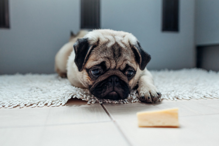 犬はチーズを食べていい チーズを与えるときの注意点や与え方について みんなのペットライフ